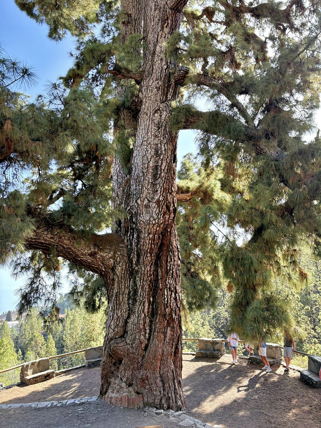 Schmaler Pfad durch den grünen Lorbeerwald im Anaga-Gebirge auf Teneriffa