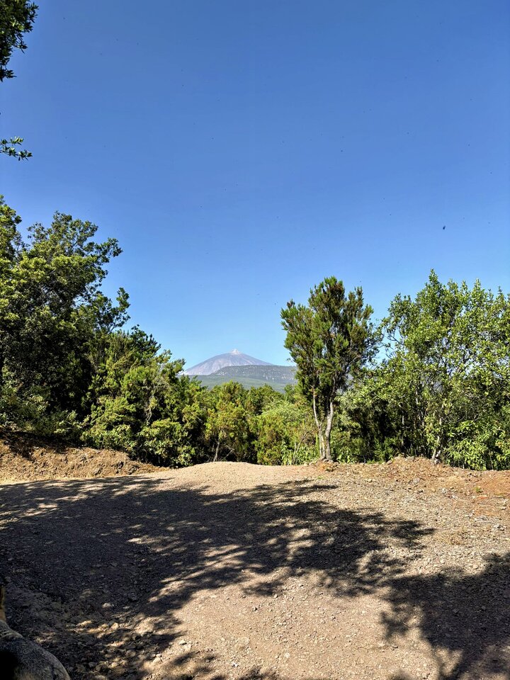 Schmaler Wanderweg durch grünen Wald in einer Schlucht auf Teneriffa